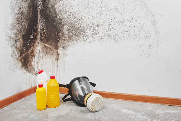 Best Insurance-Related Mold Remediation in Georgetown, GA