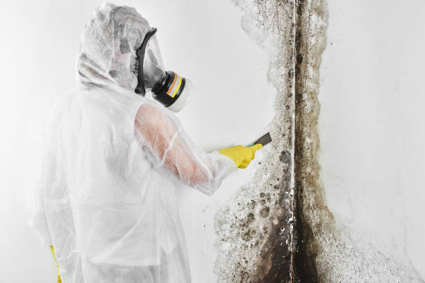 Best Basement Mold Remediation in Georgetown, GA