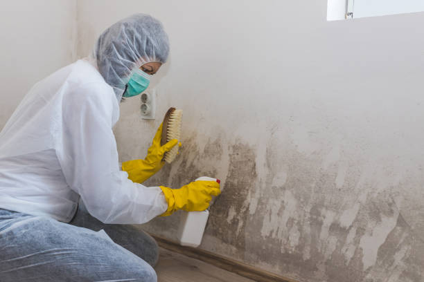 Best Mold Testing and Inspection Services in Georgetown, GA