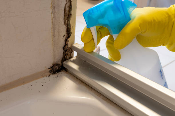 Best Attic Mold Remediation in Georgetown, GA