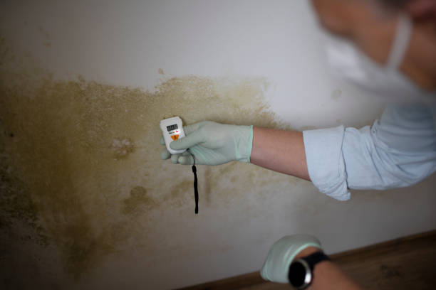Best Localized Mold Remediation (e.g., coastal areas, humid climates) in Georgetown, GA