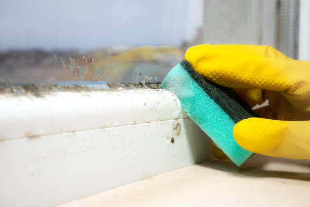 Best Preventive Mold Services in Georgetown, GA
