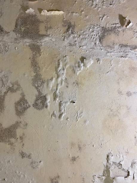 Best Post-Flood Mold Remediation in Georgetown, GA