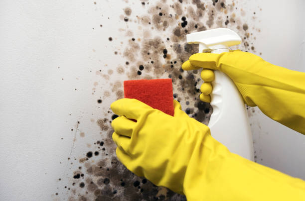Best Basement Mold Remediation in Georgetown, GA