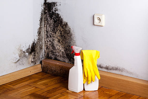 Best Localized Mold Remediation (e.g., coastal areas, humid climates) in Georgetown, GA